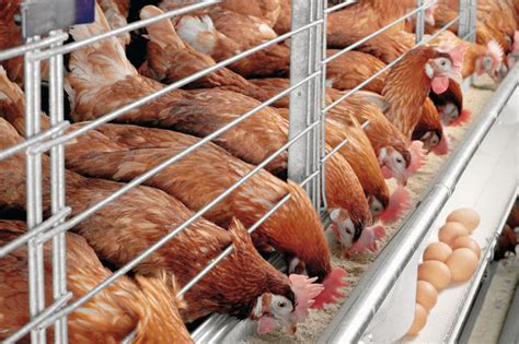 poultry feed suppliers|Money blog: Major change for Barclays customers next week; .